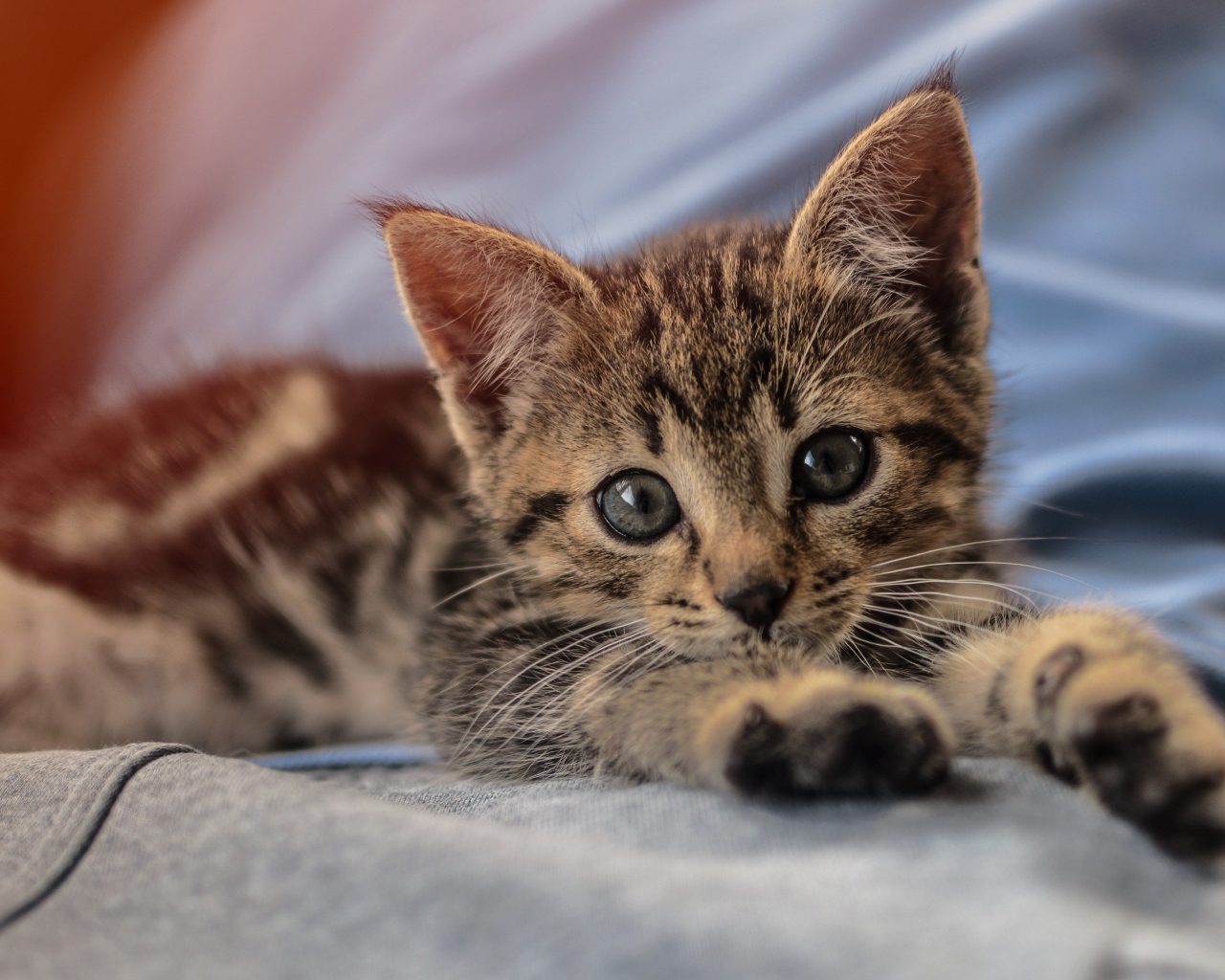 Маленький милый серый котенок лежит на руках