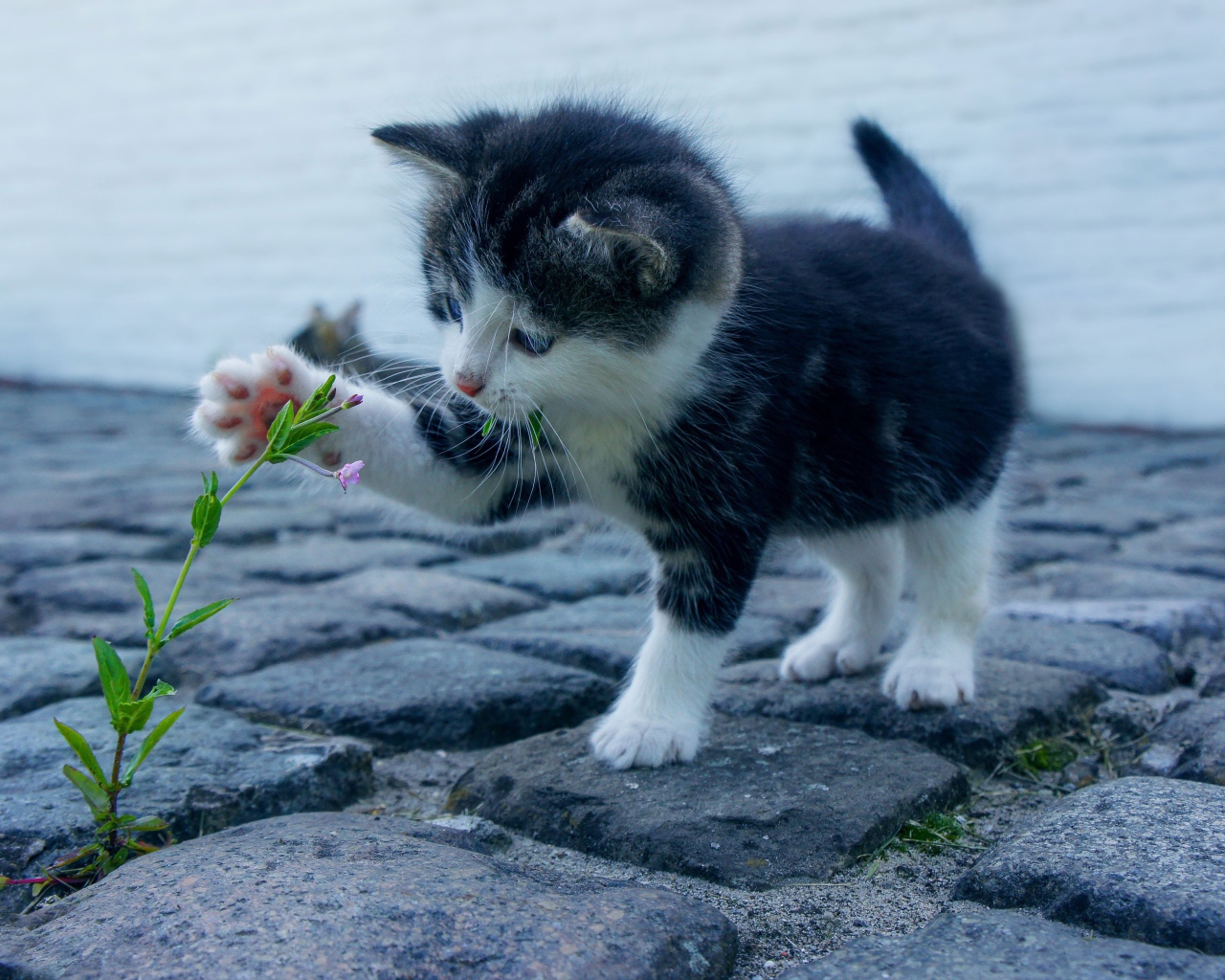 Маленький милый котенок играет с цветком