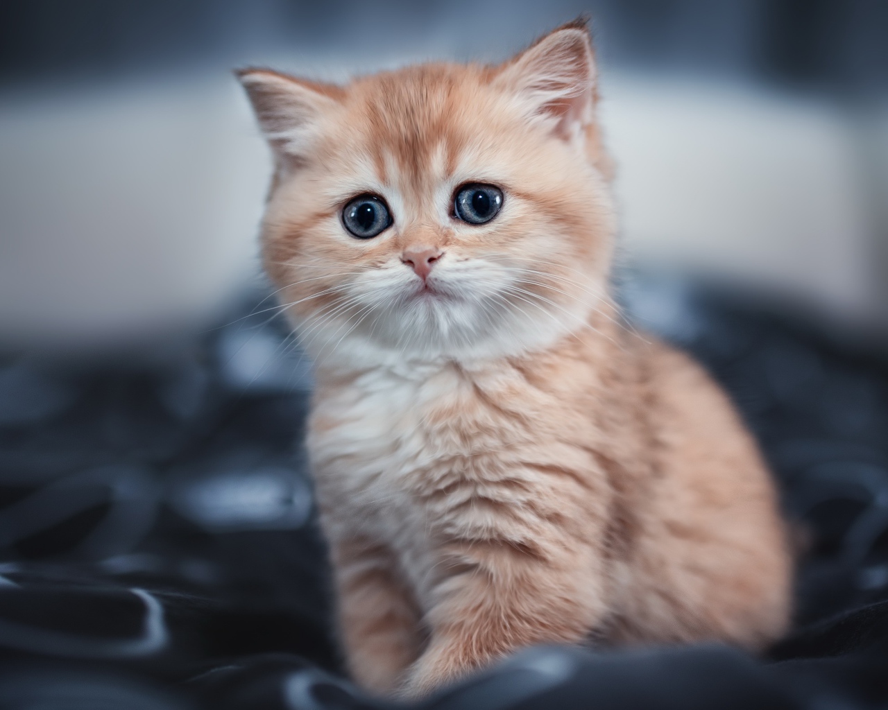 Маленький пушистый рыжий котенок сидит на черном покрывале 