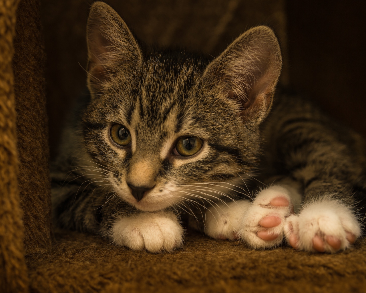 Маленький забавный серый котенок  в домике