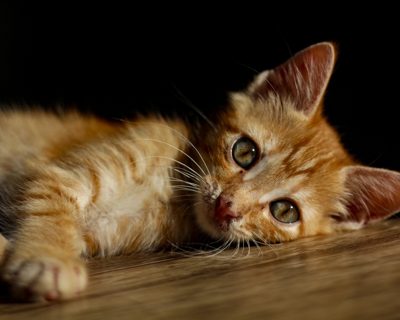 Маленький рыжий котенок лежит на полу 