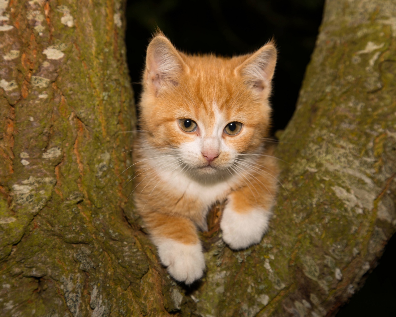 Маленький рыжий котенок сидит на дереве