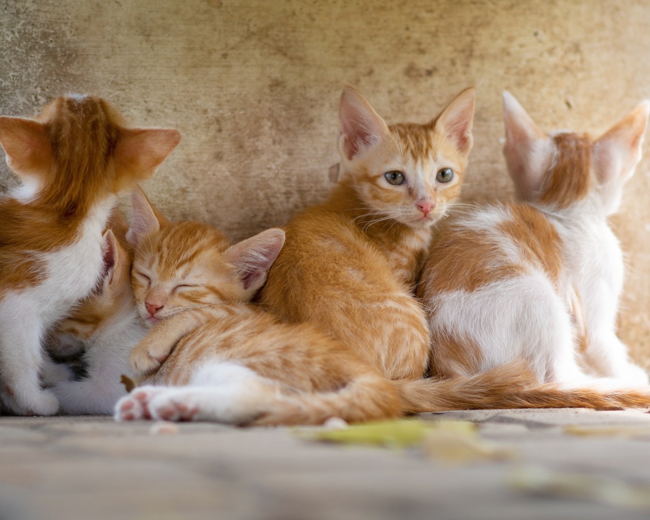 Маленькие рыжие котята у стены