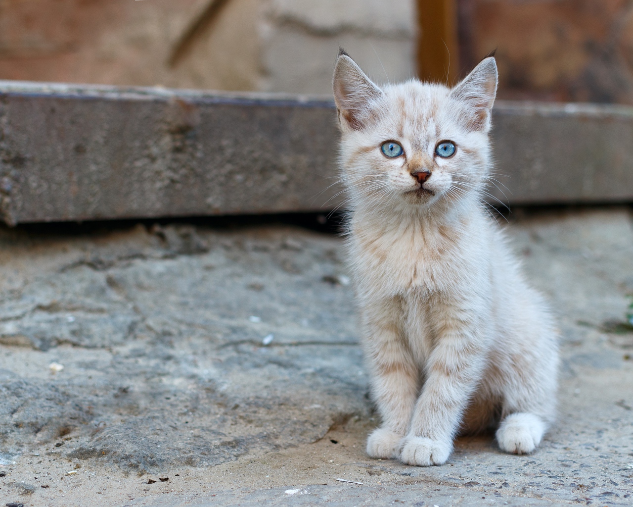 Маленький рыжий бездомный котенок