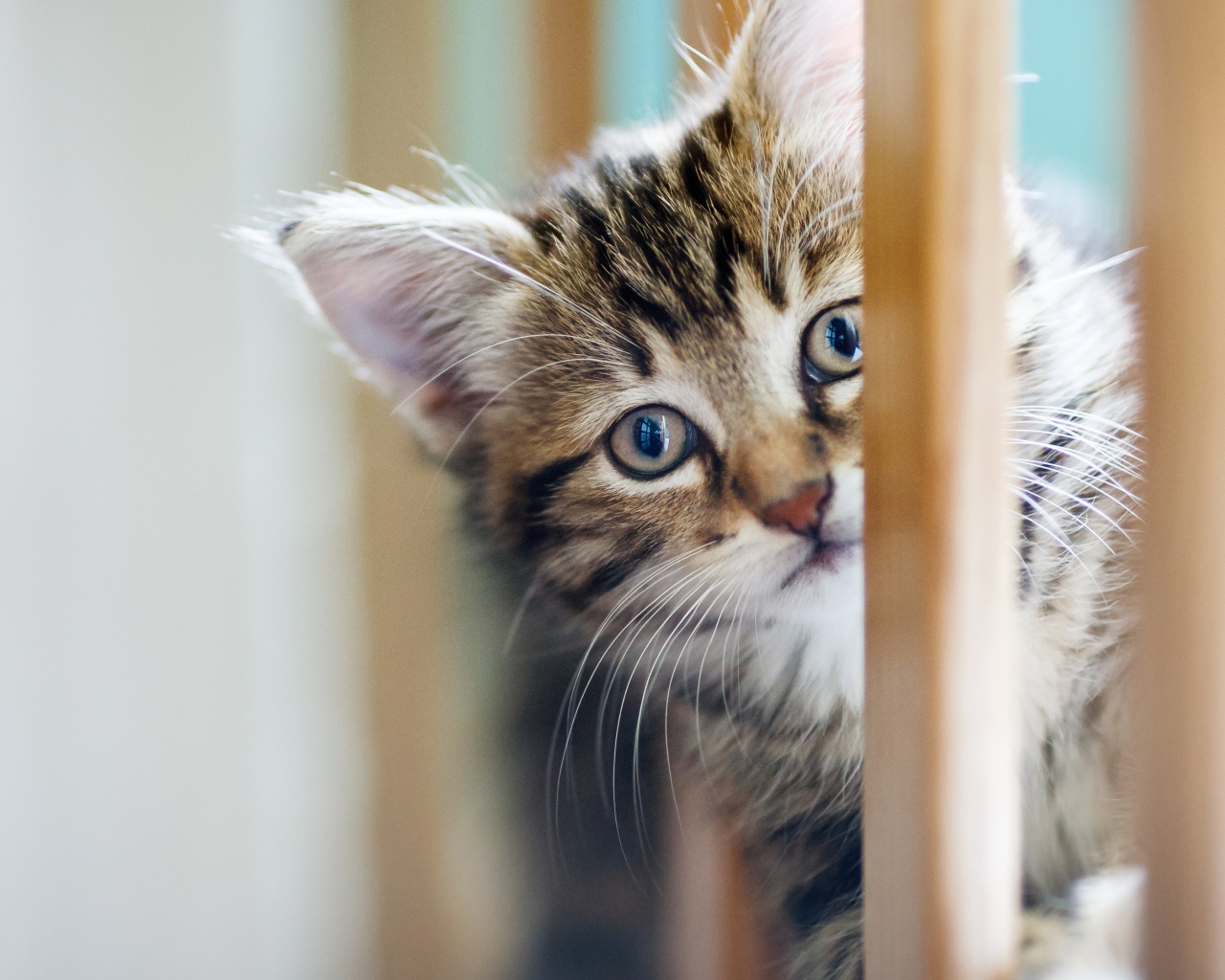 Маленький серый котенок играет 