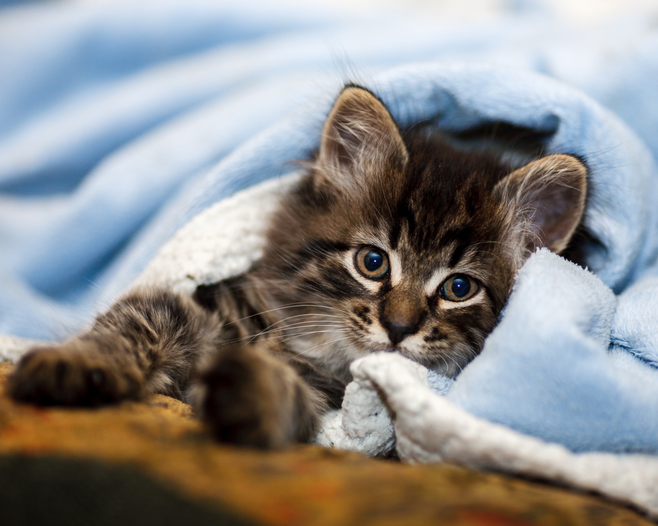 Маленький серый котенок лежит под голубым покрывалом