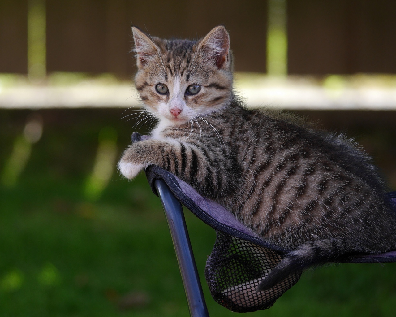 Маленький серый котенок сидит на стуле