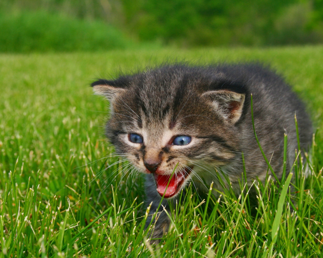 Маленький серый котенок идет по зеленой траве