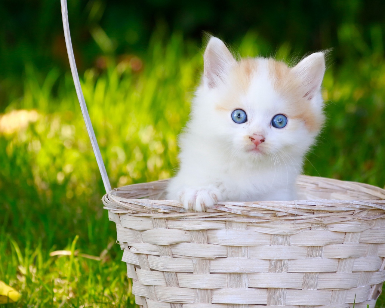 Маленький котенок в корзине на зеленой траве