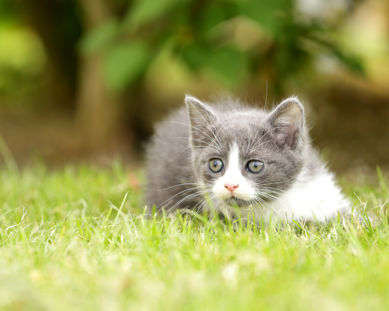 Маленький котенок лежит на зеленой траве