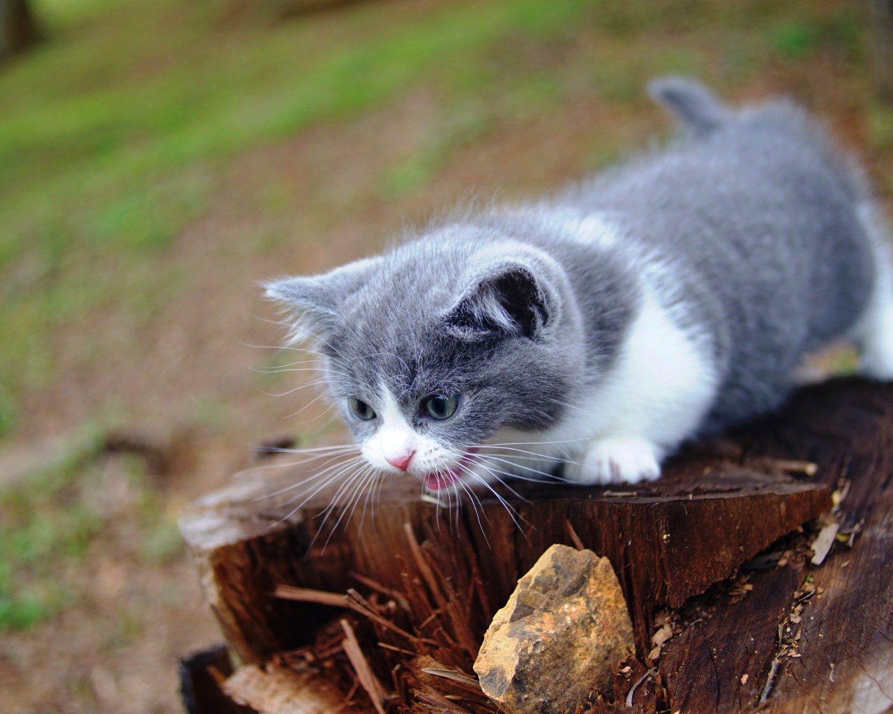 Маленький котенок кричит на старом пне
