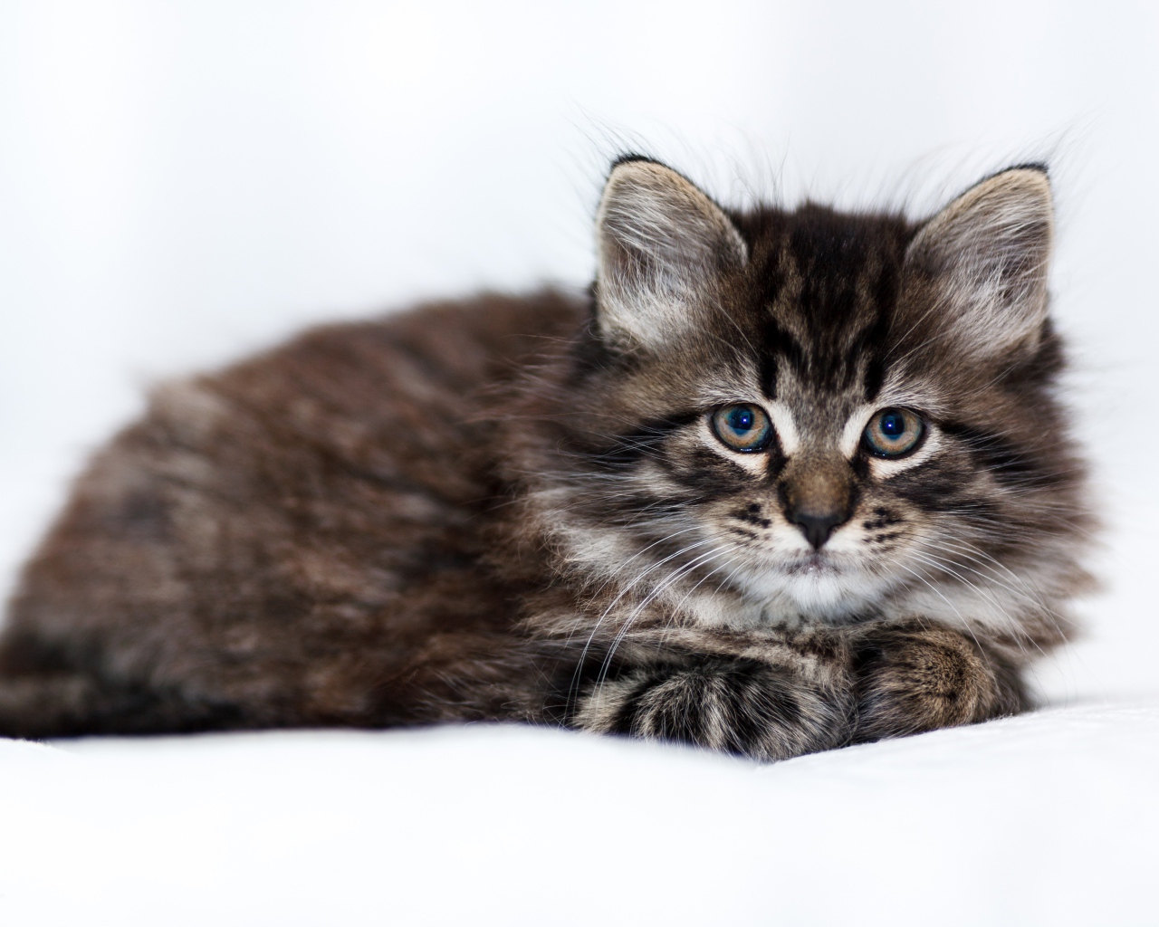 Маленький породистый серый котенок лежит на белом покрывале 