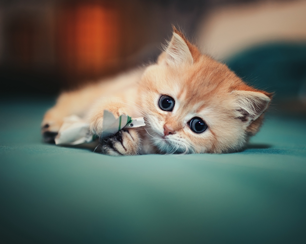 Маленький испуганный котенок играет на кровати 