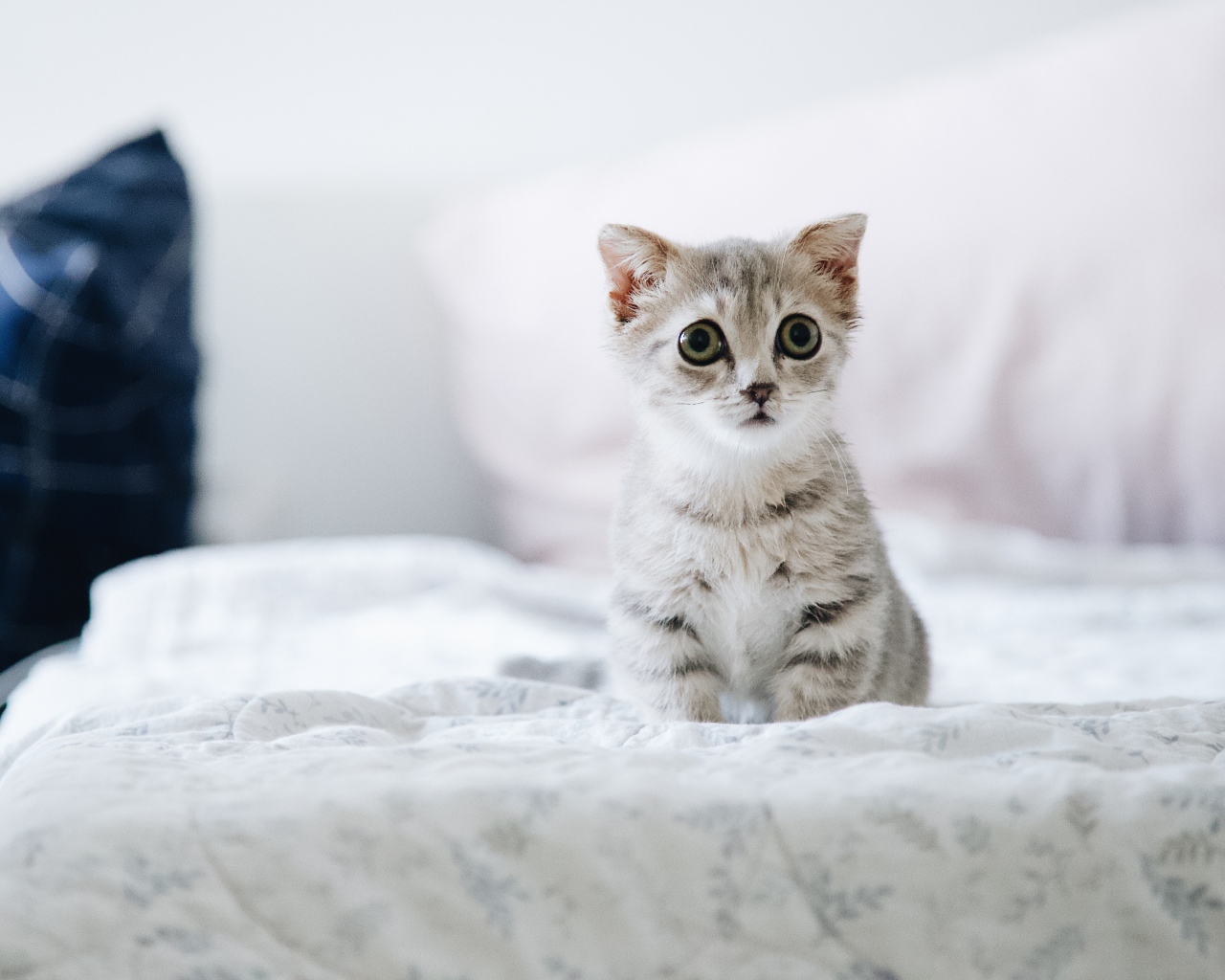 Little scared kitten sitting on the bed