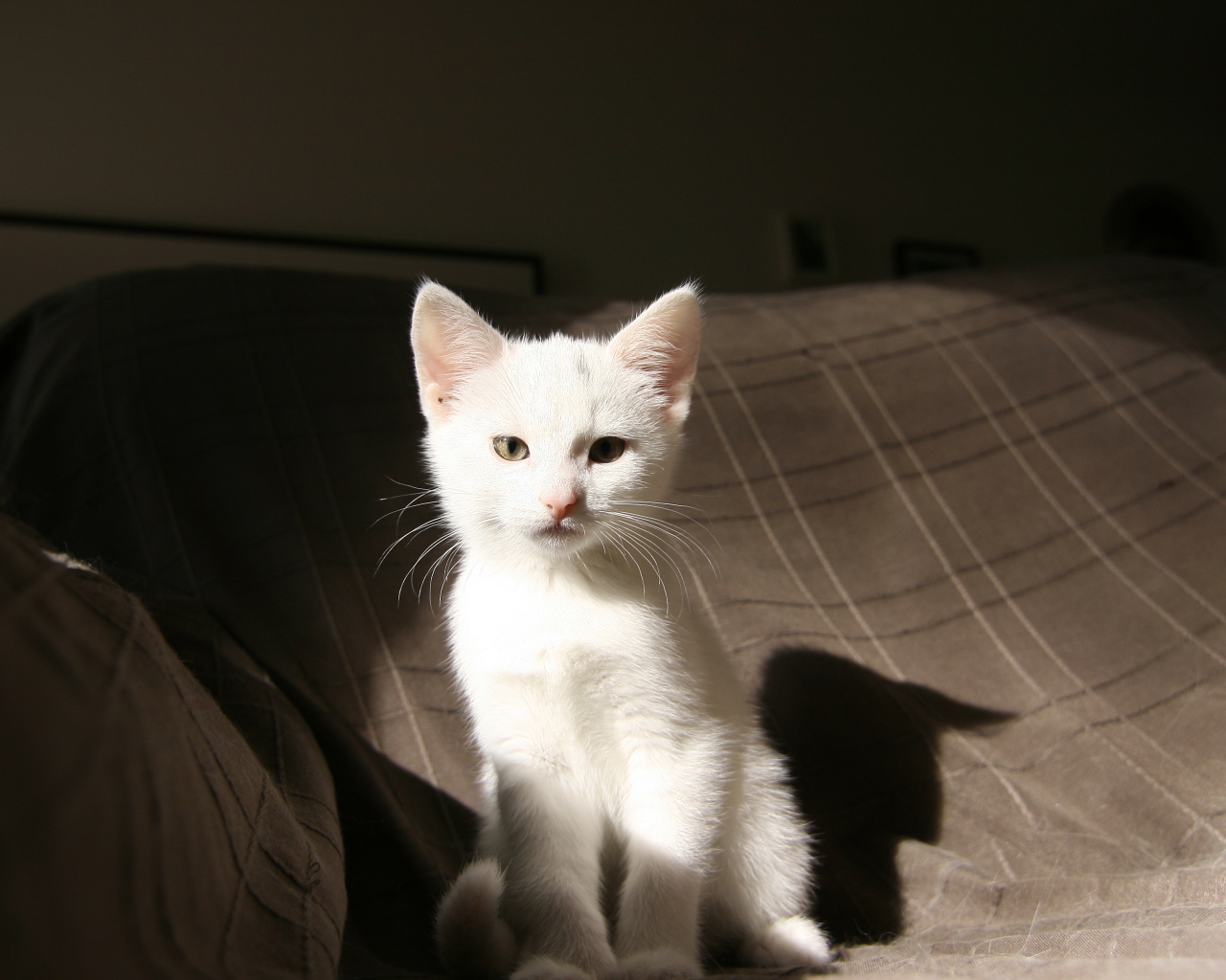 Маленький  белый котенок лежит на кровати 