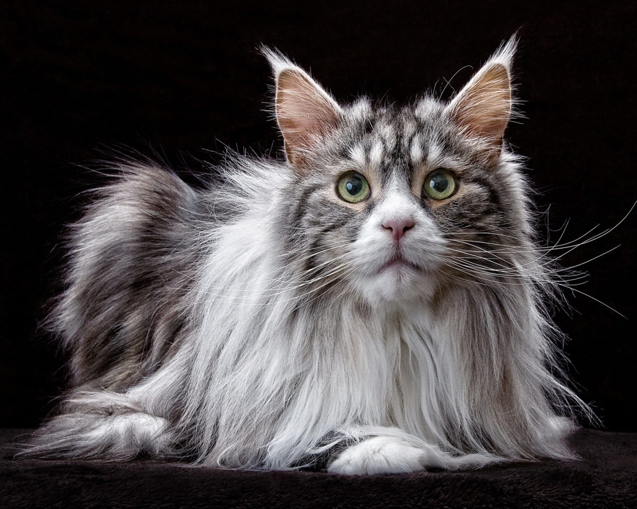 Большой кот породы мейн кун  на черном фоне