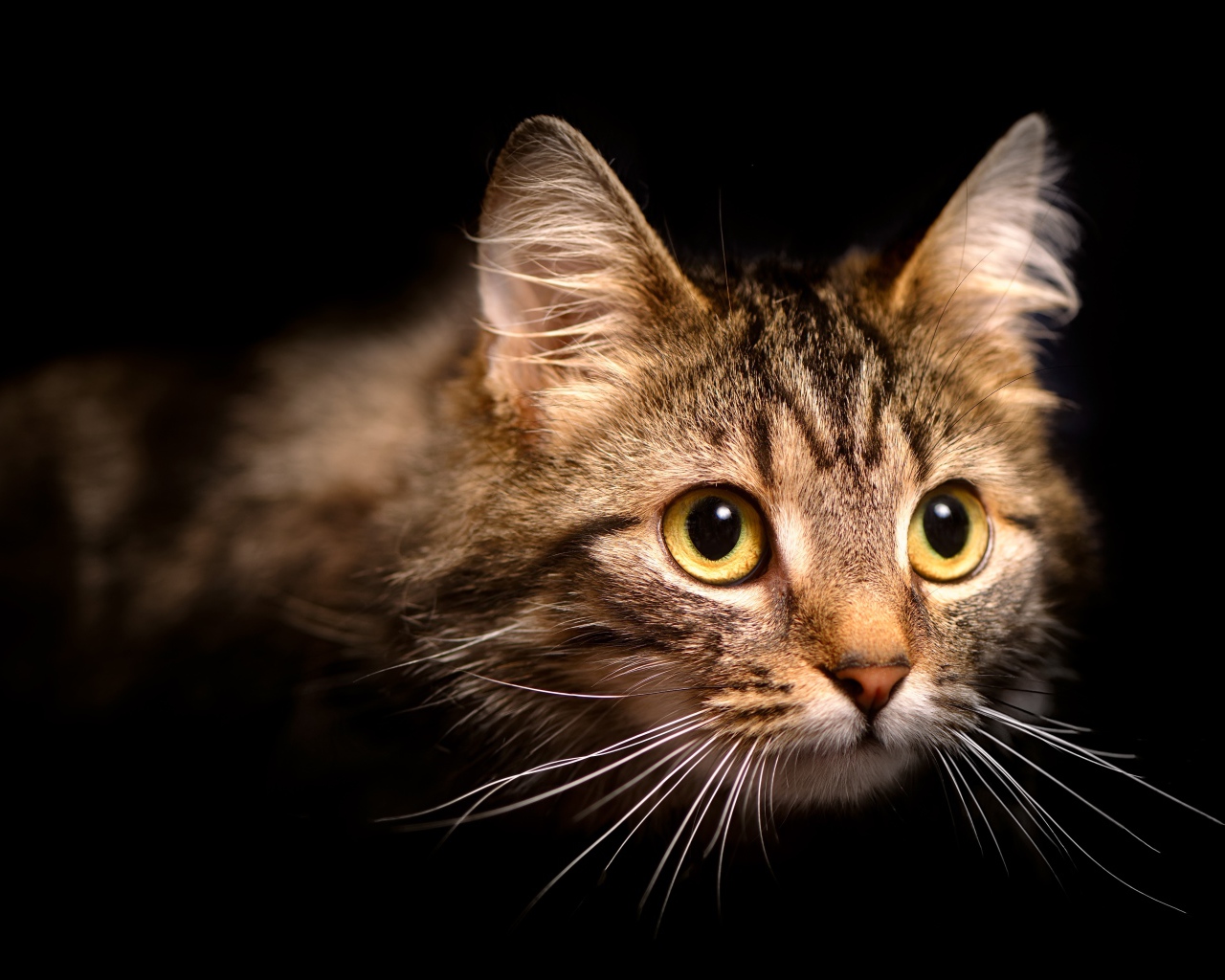 Морда пушистой серой кошки на черном фоне