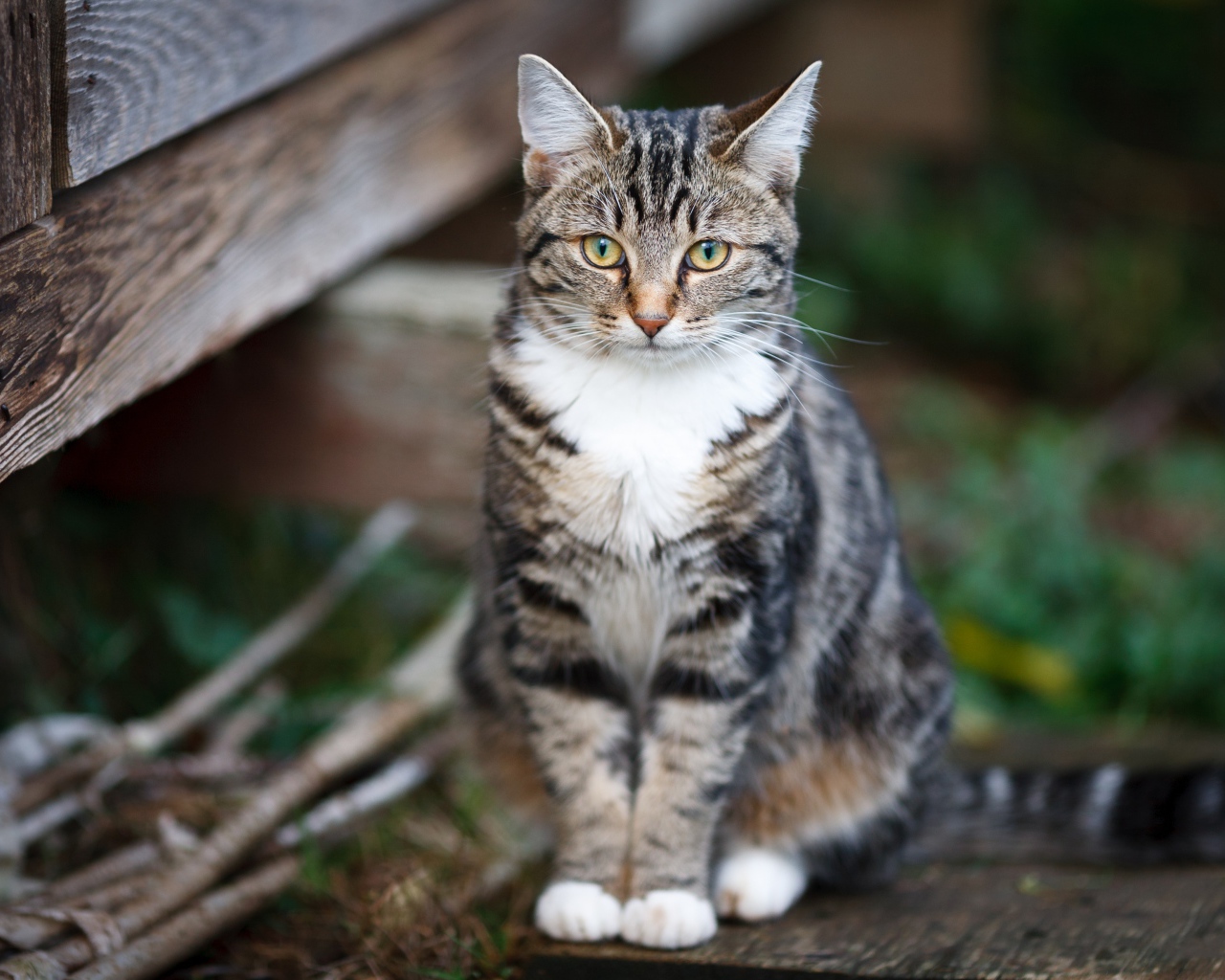 Задумчивый серый кот сидит на деревянной лавке