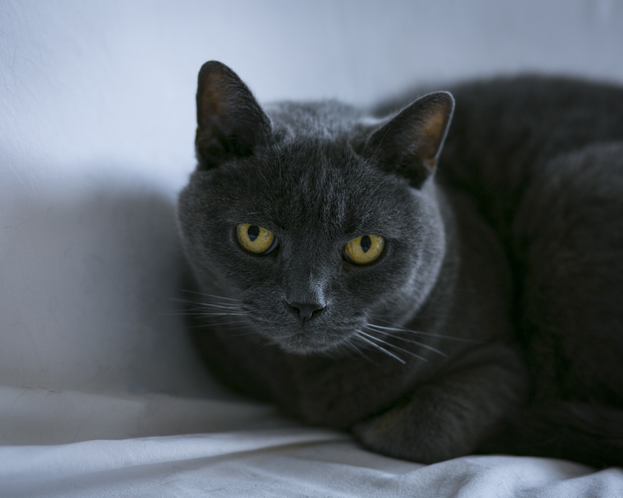 Породистый британский кот лежит на сером покрывале 