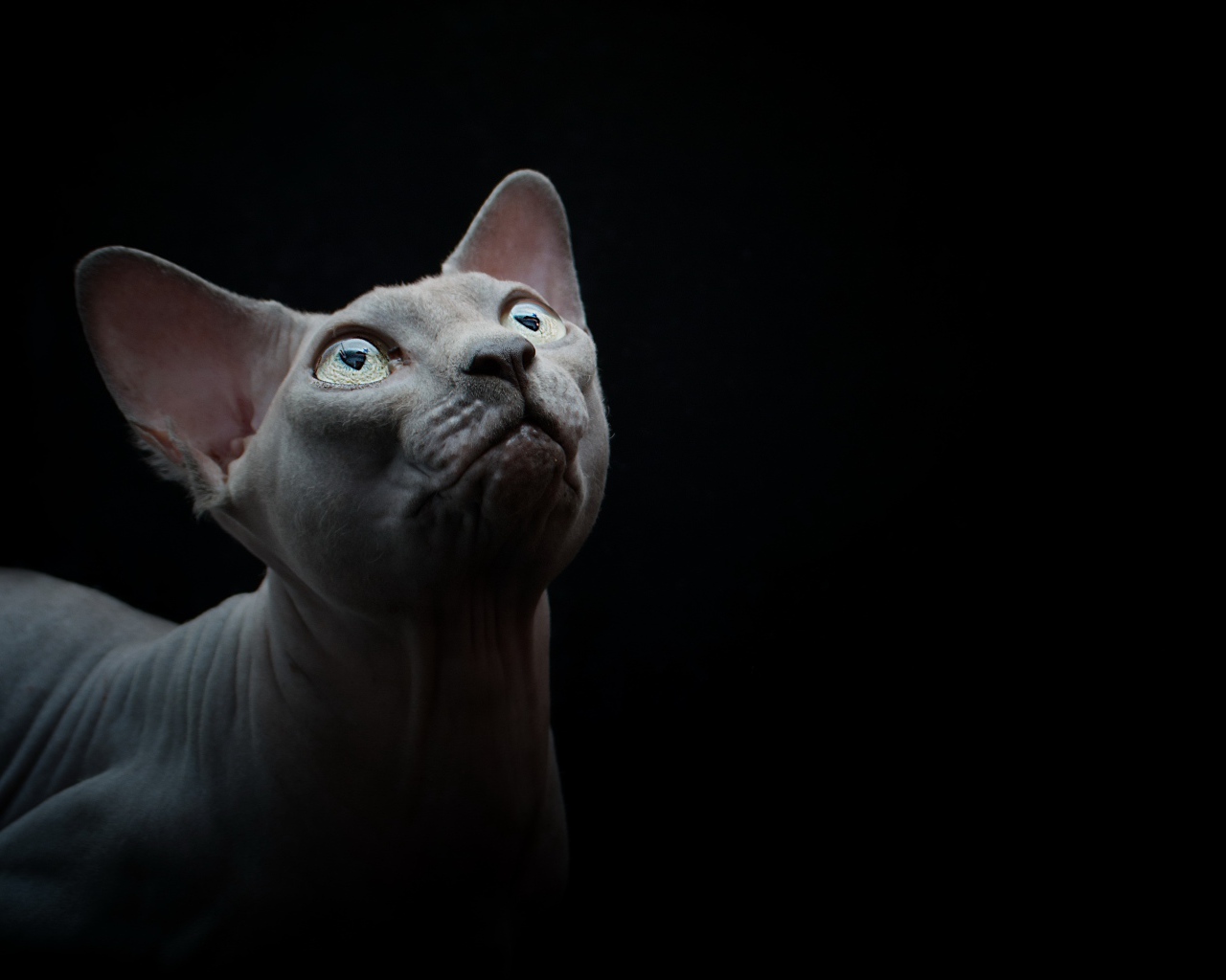 Породистый кот породы сфинкс на черном фоне