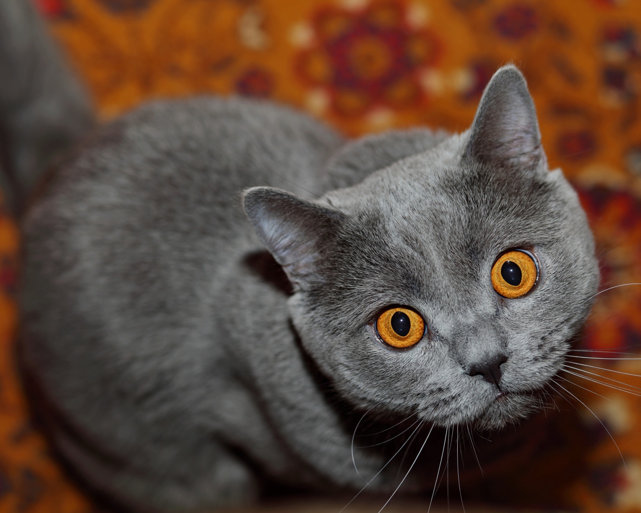 Породистый британский кот с желтыми глазами