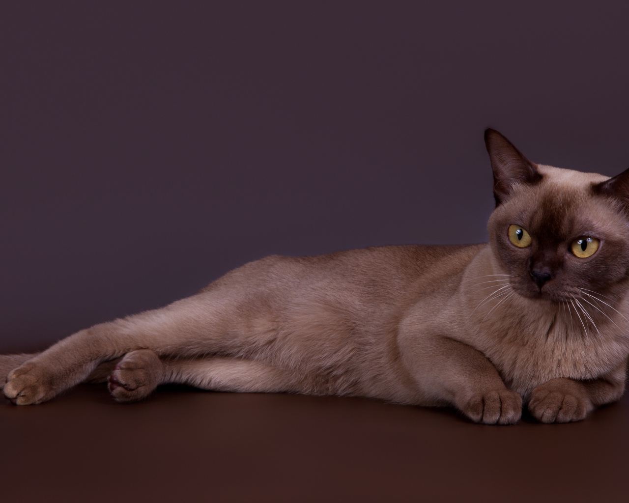 Породистый кот лежит на сером фоне