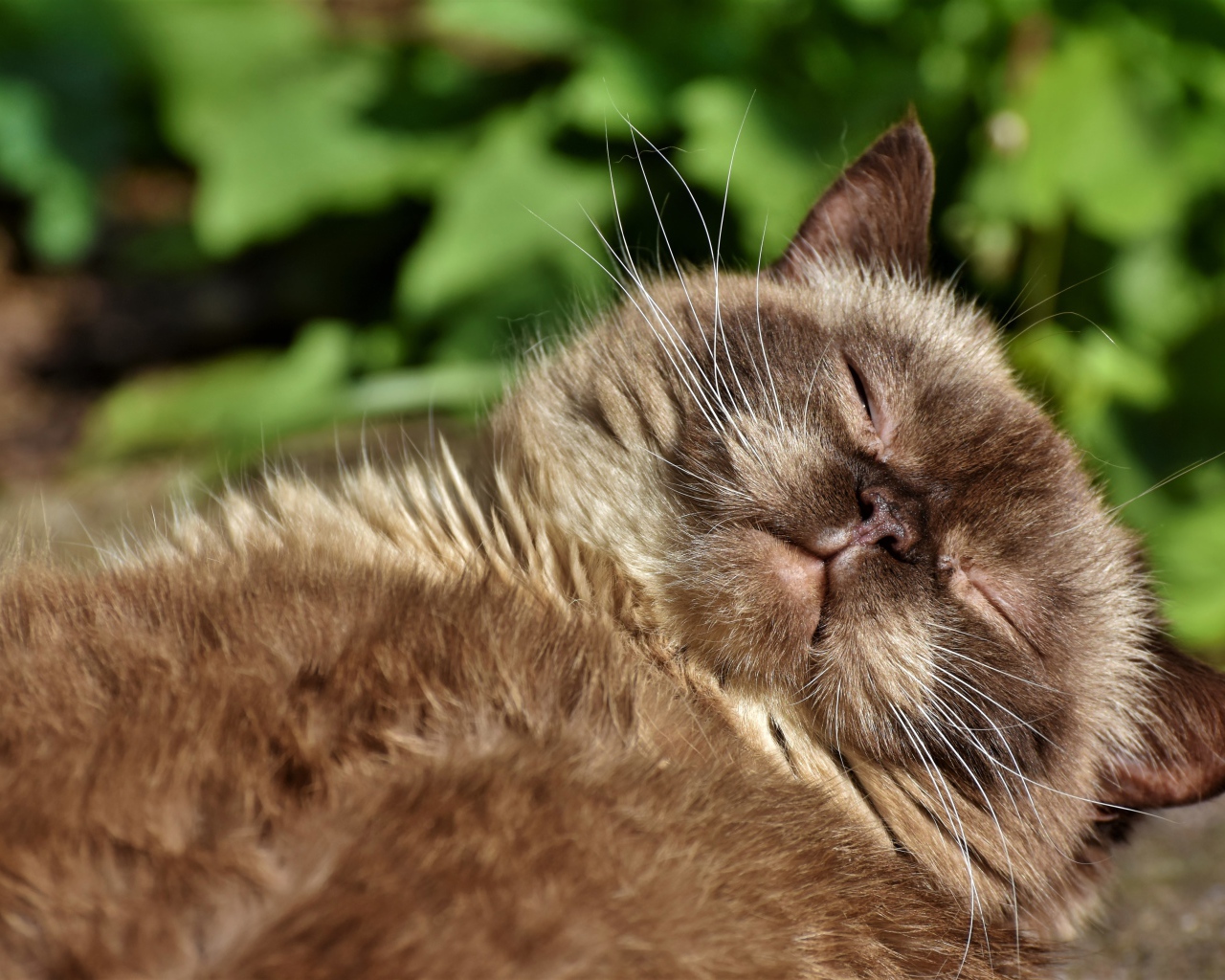 Породистый кот спит в лучах солнца