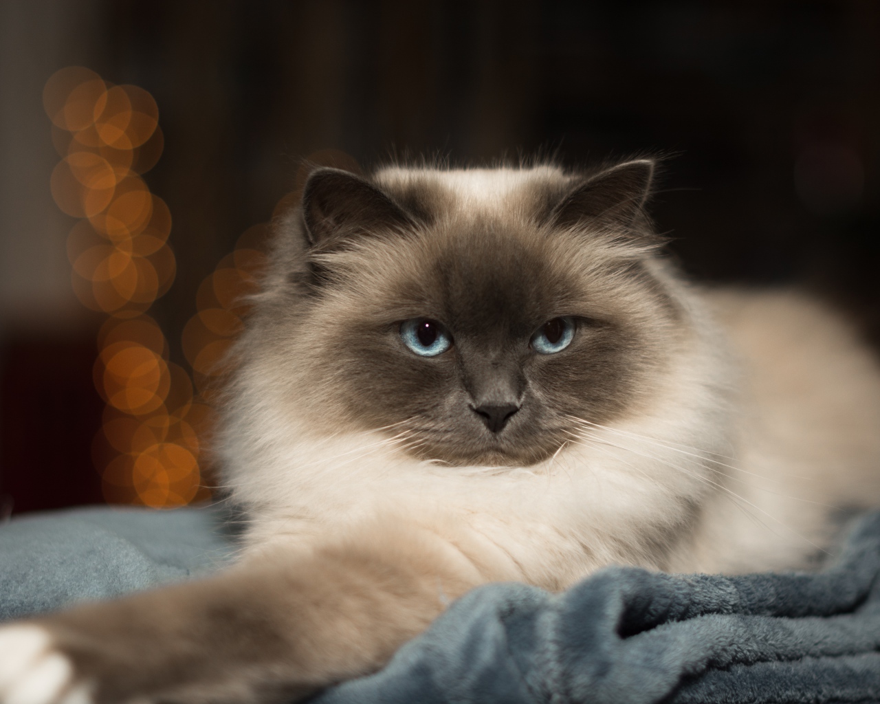 Породистый пушистый голубоглазый кот лежит на кровати