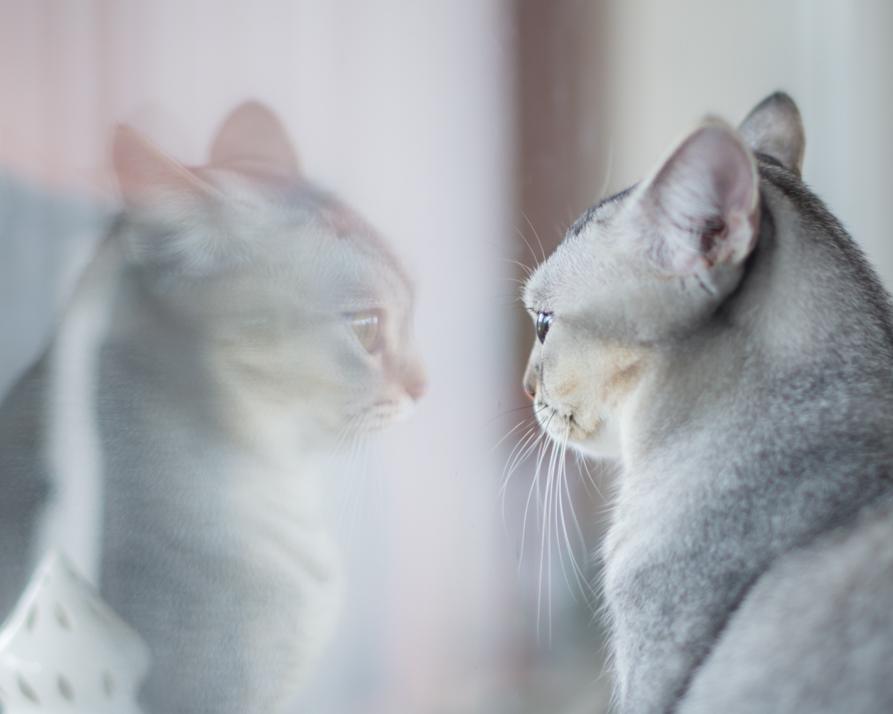 Породистая серая кошка отражается в окне