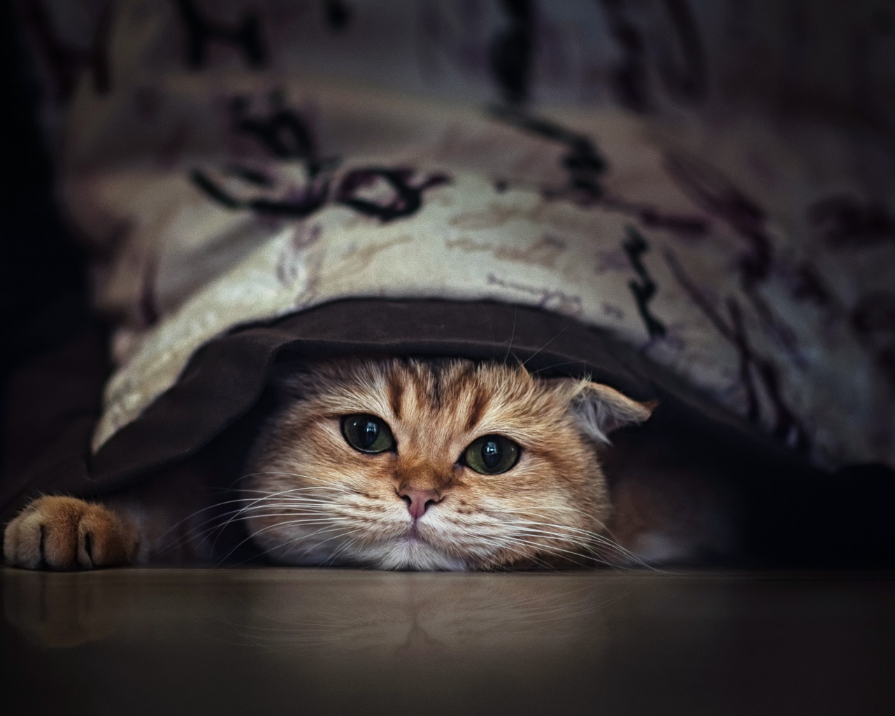 Породистый зеленоглазый кот прячется под кроватью 