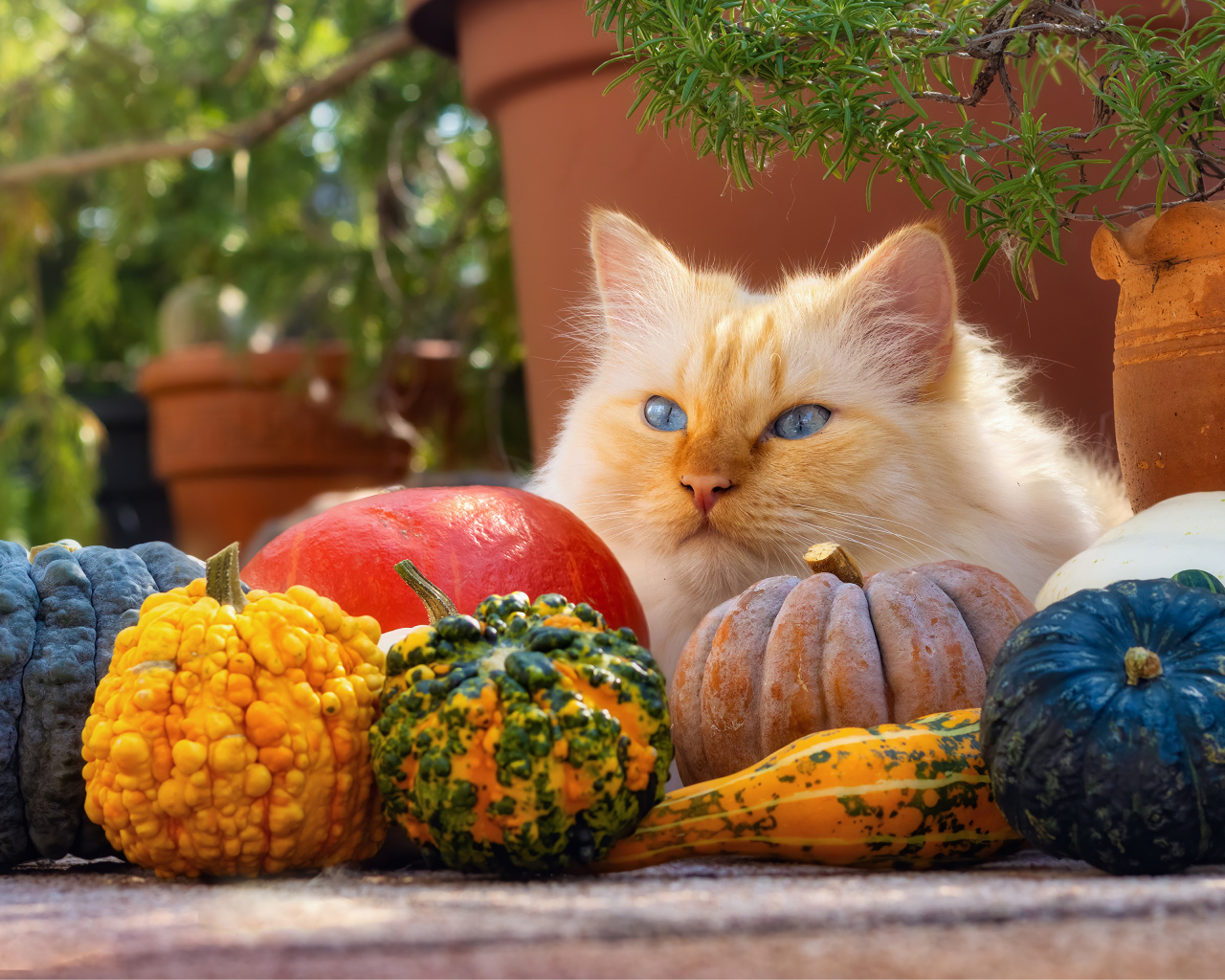 Рыжий голубоглазый кот с тыквами