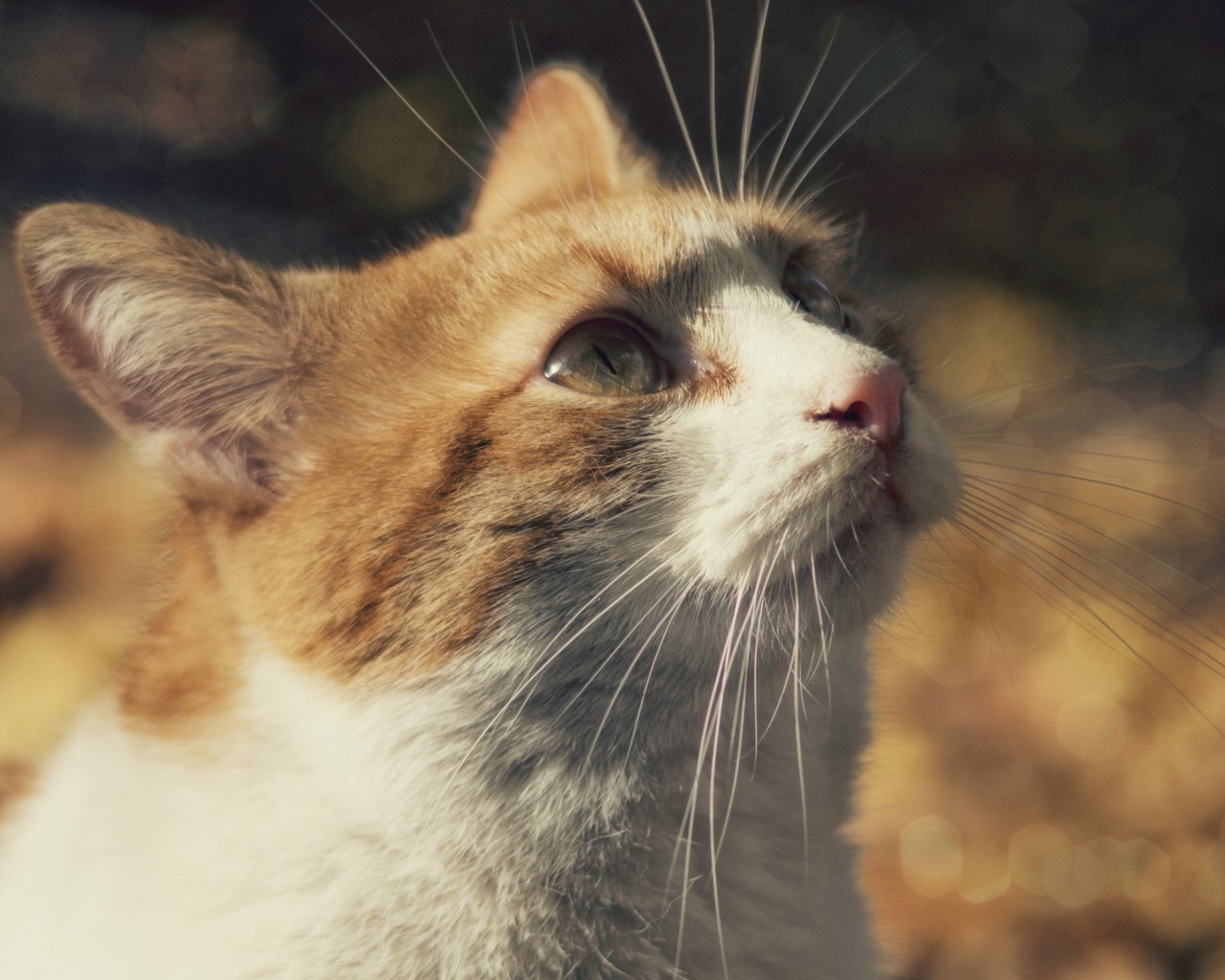 Рыжий с белым кот смотрит вверх 