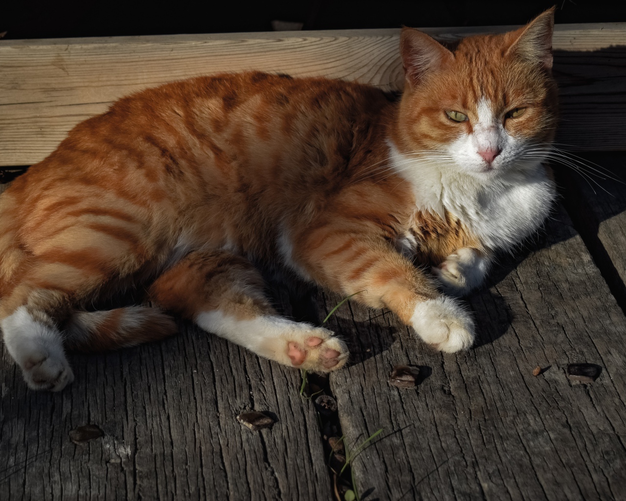 Рыжий кот в лучах солнца лежит на досках 