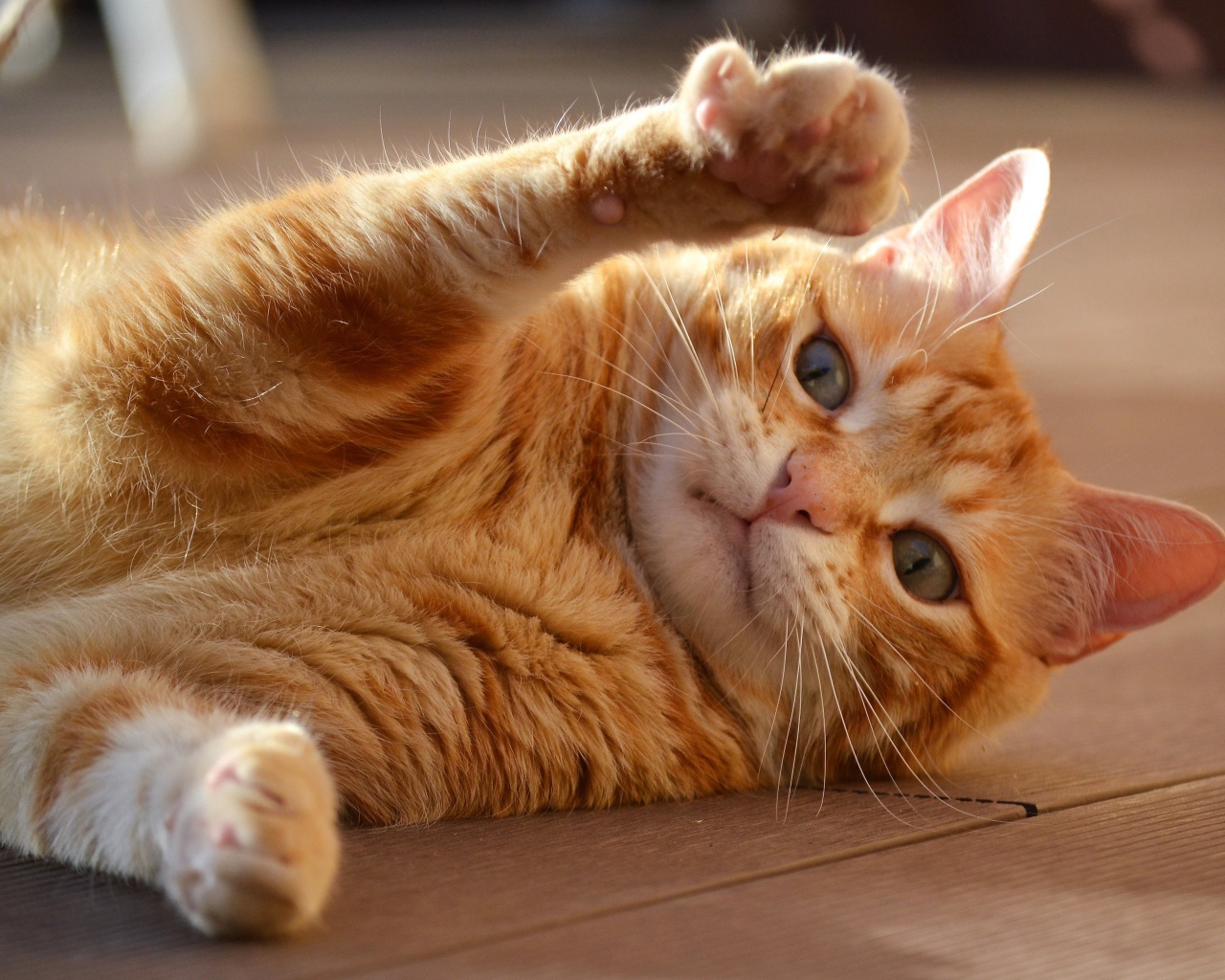 Рыжий кот играет на полу 