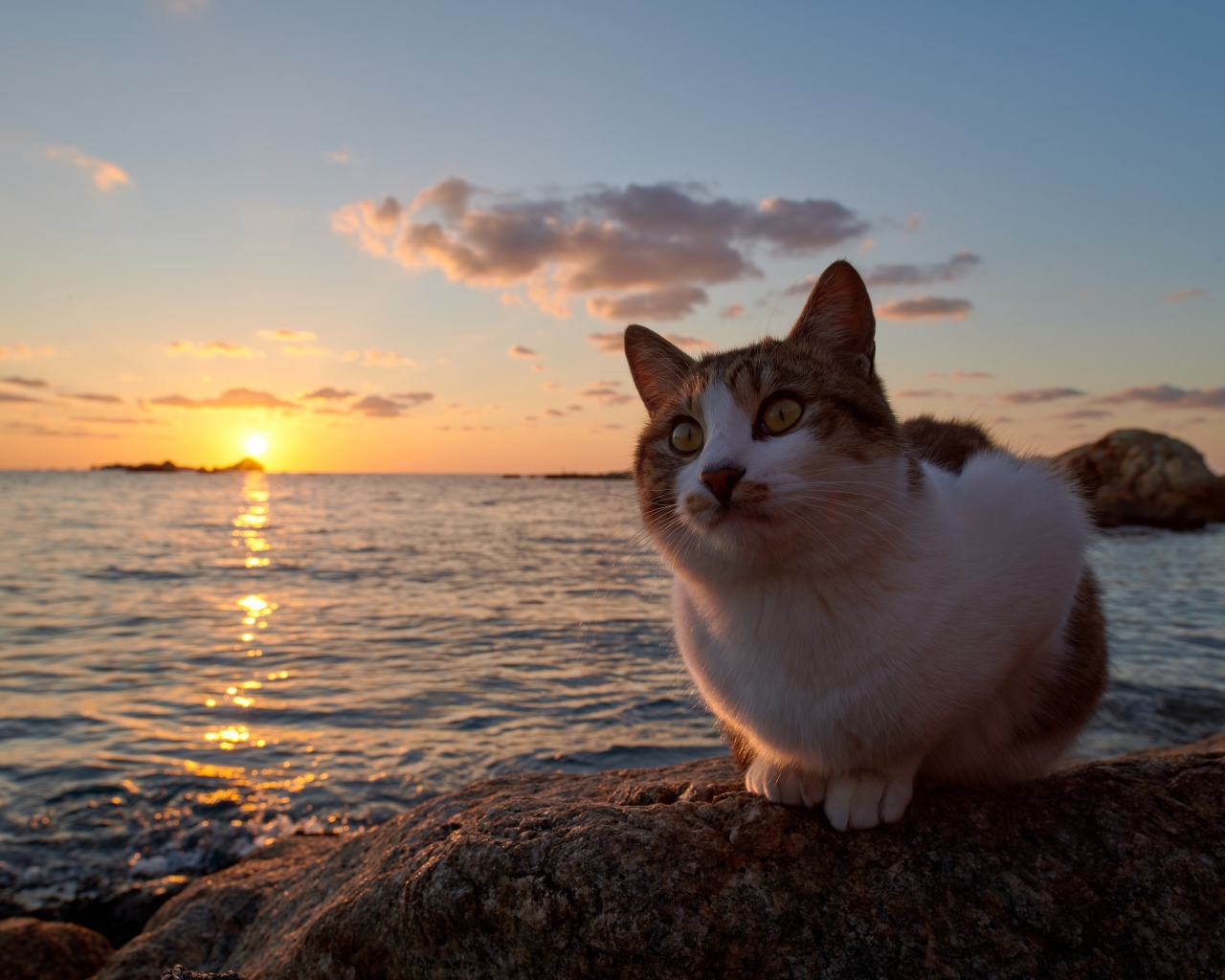 Рыжий кот сидит на камне у моря на закате солнца 