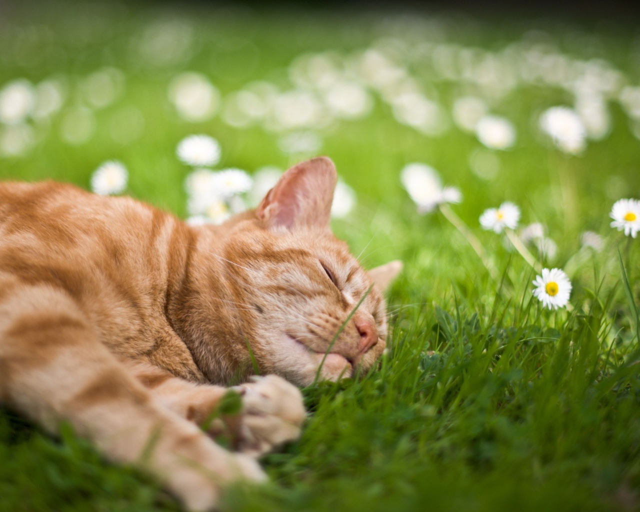 Рыжий кот спит на зеленой траве с белыми ромашками