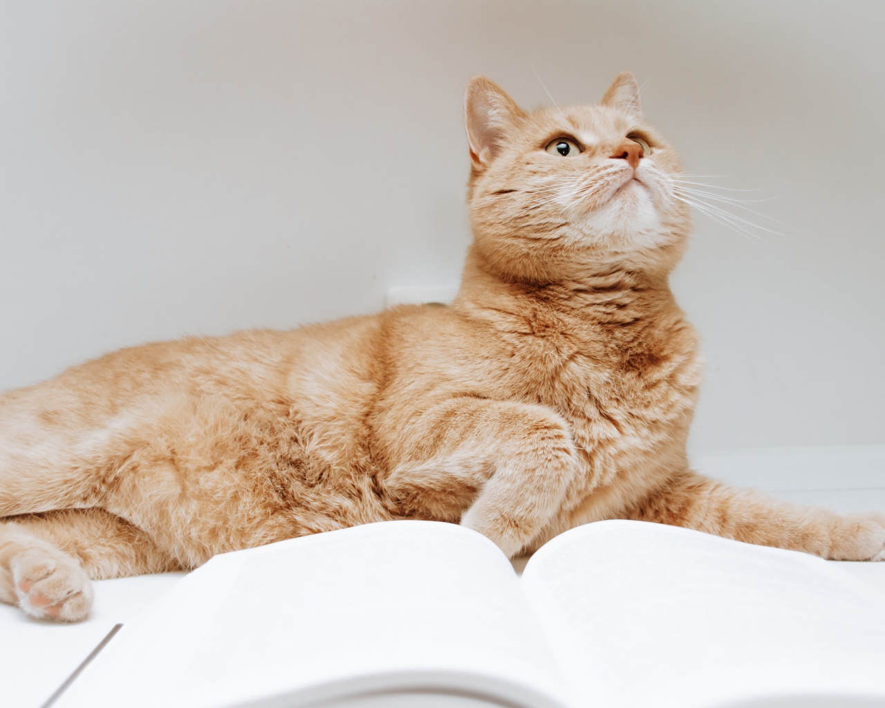 Рыжий кот с книгой на сером фоне