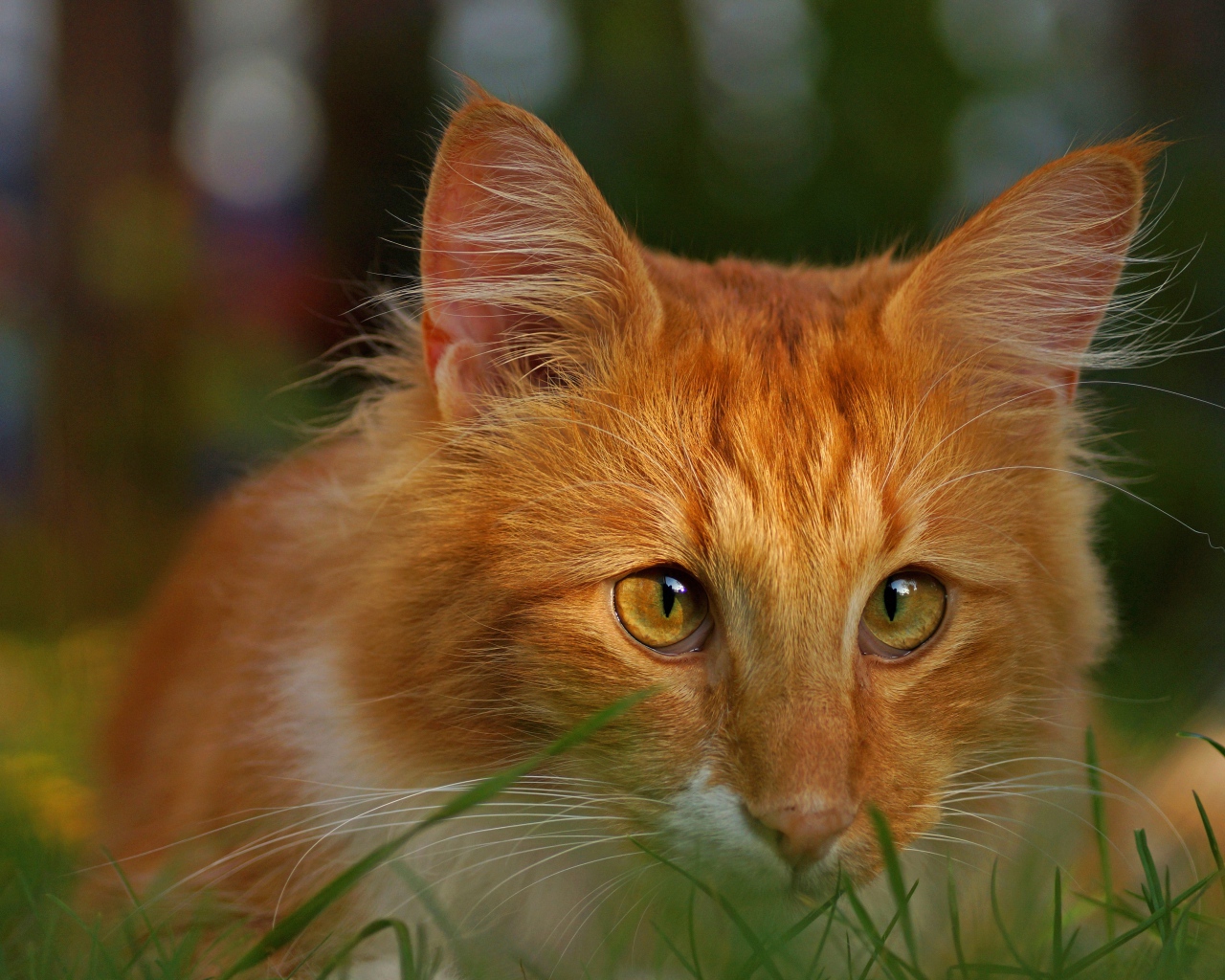 Рыжий кот со смешными глазами сидит в зеленой траве