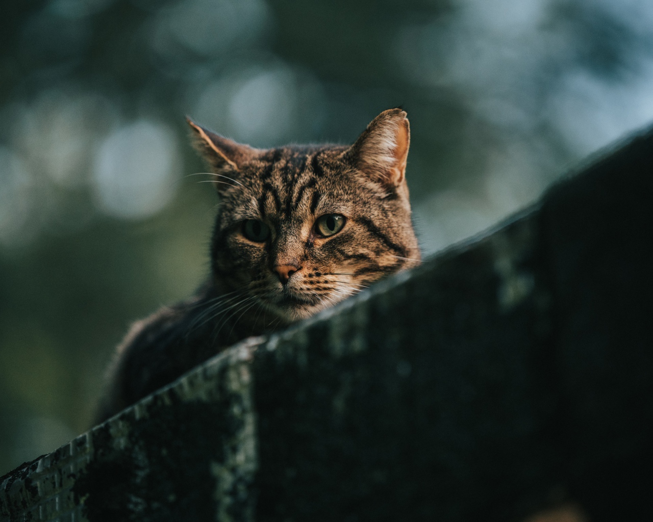 Грустный серый кот сидит на улице 