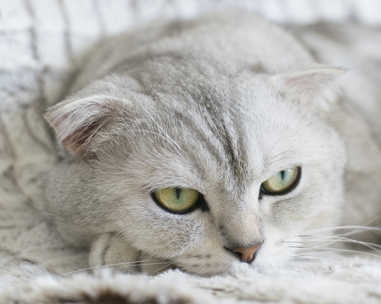 Грустный серый породистый кот лежит на кровати 