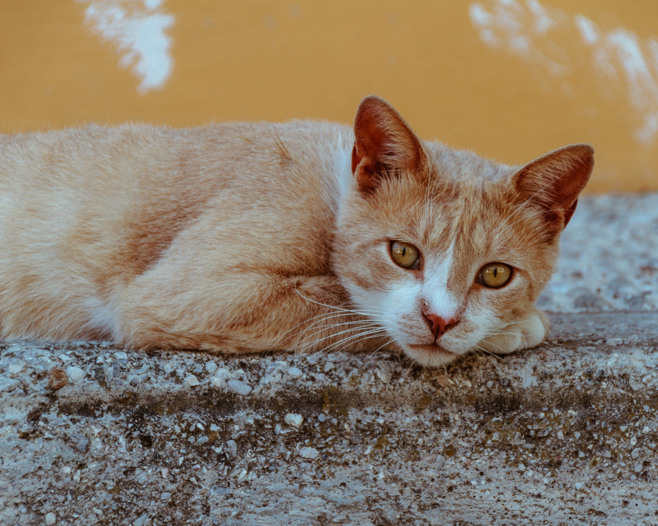 Грустный рыжий кот лежит на камне