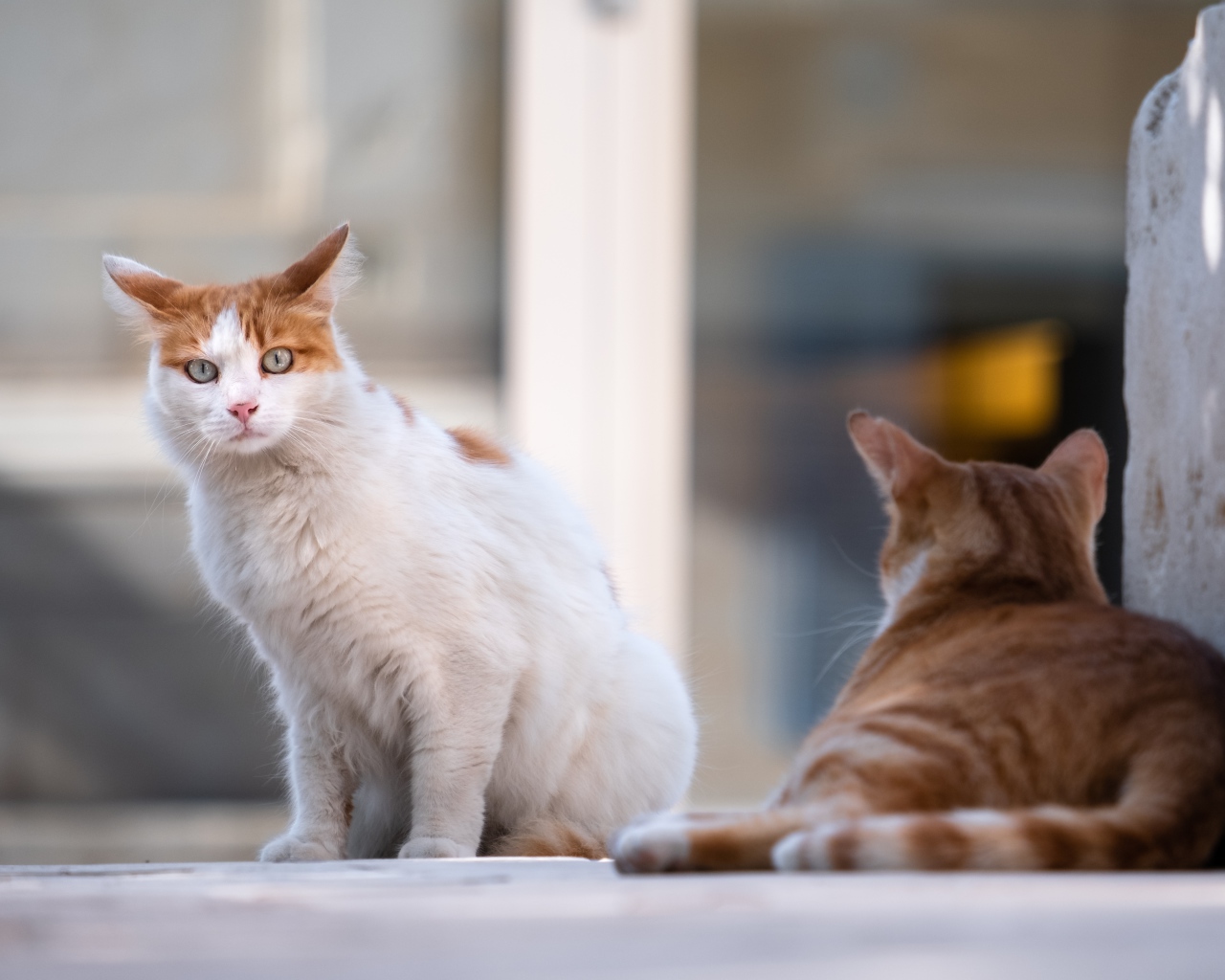 Испуганный голубоглазый кот с рыжим соперником