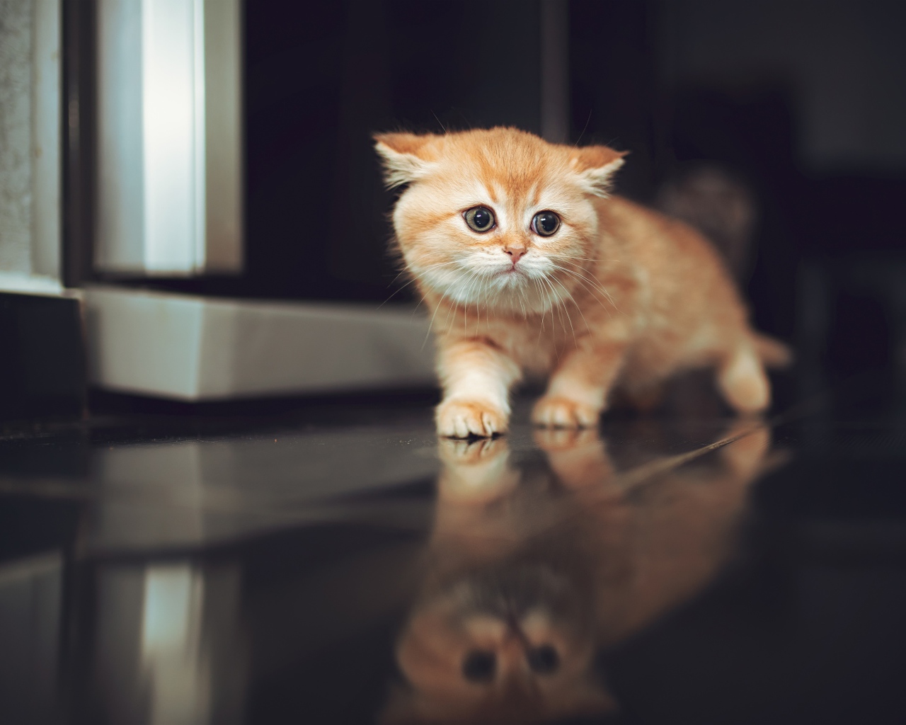 Испуганный рыжий котенок крадется по полу 