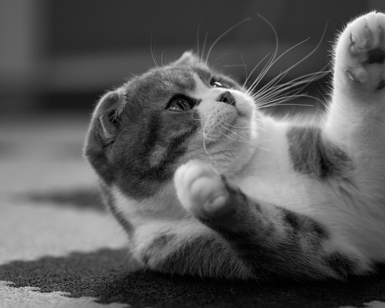 Шотландский котенок лежит на ковре 