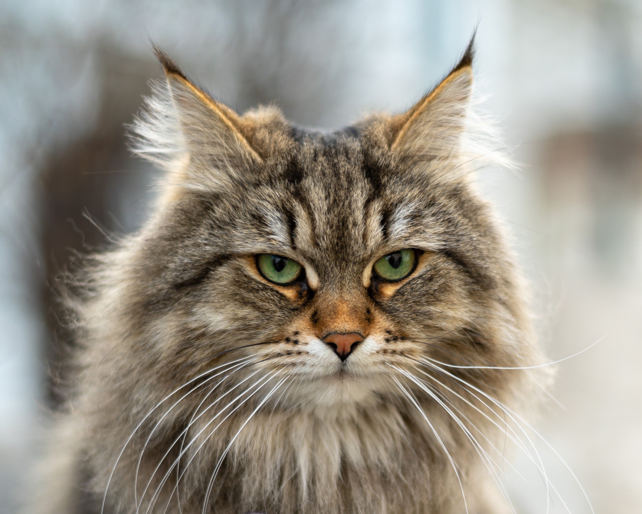 Серьезный пушистый серый кот 