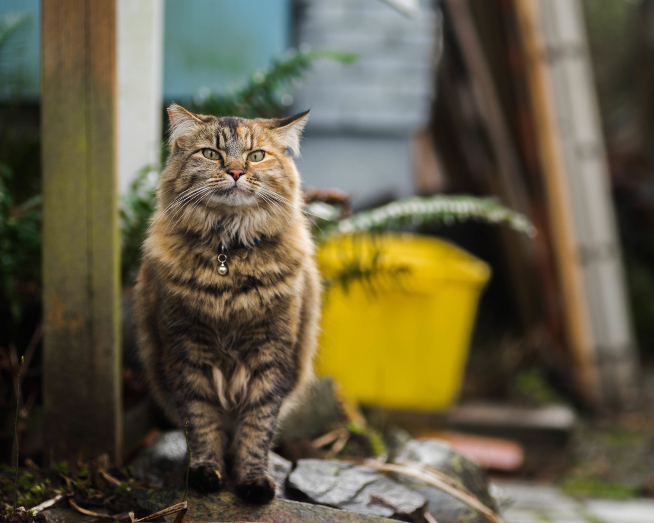 Серьезный серый кот с ошейником 