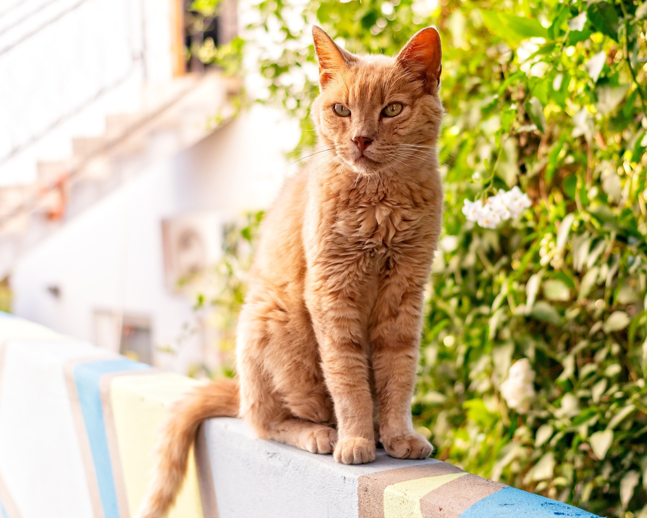 Серьезный рыжий кот сидит на перилах 
