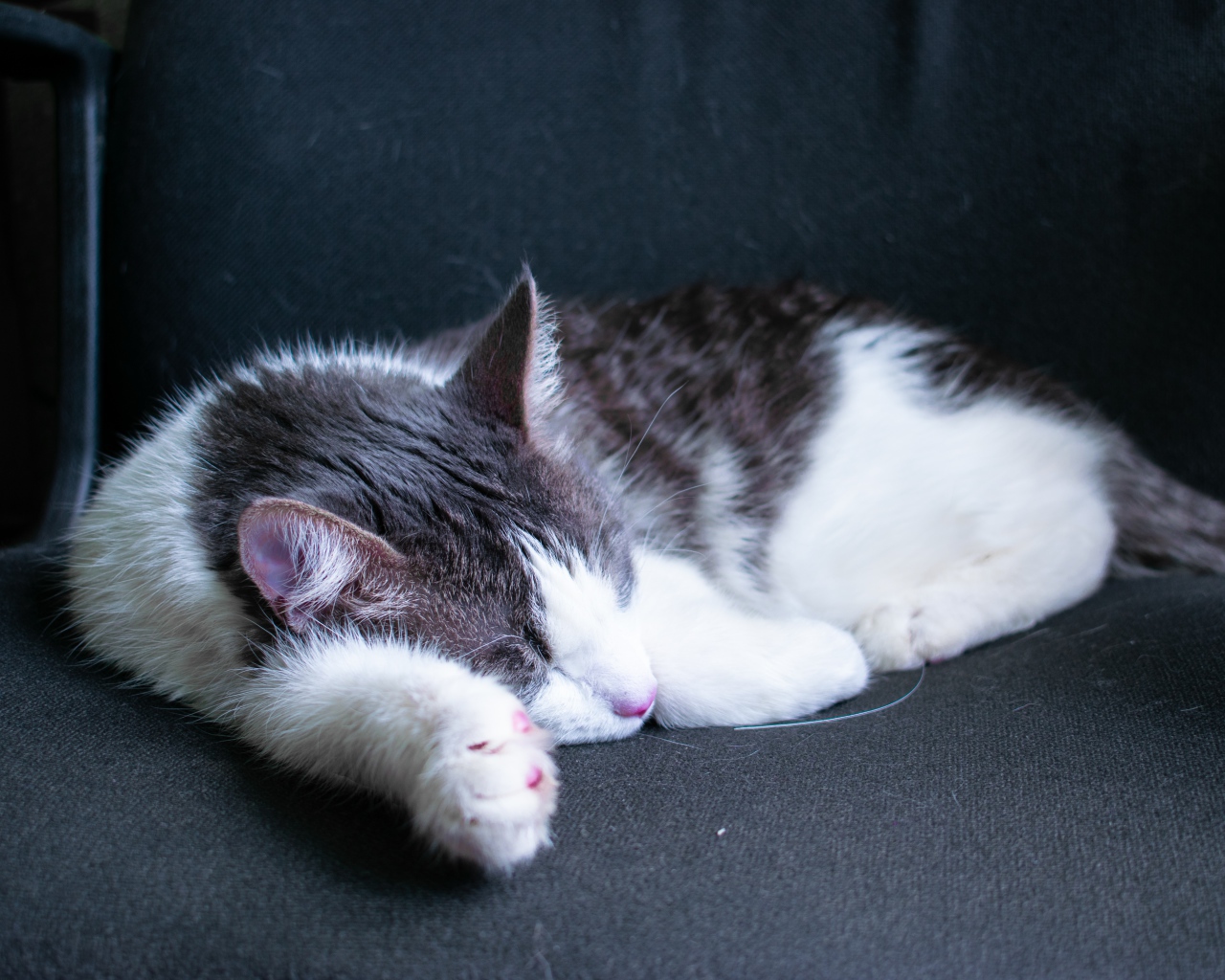 Спящий бело- серый кот на черном диване