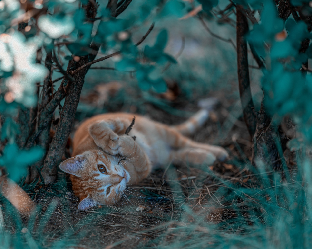Маленький рыжий котенок в ветках 