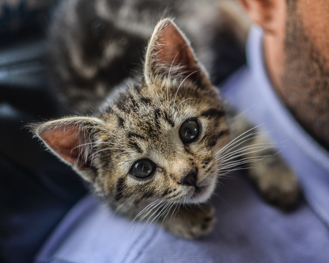 Маленький серый котенок на плече у мужчины